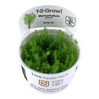 Tropica Myriophyllum Mattogrossense 1-2-Grow!