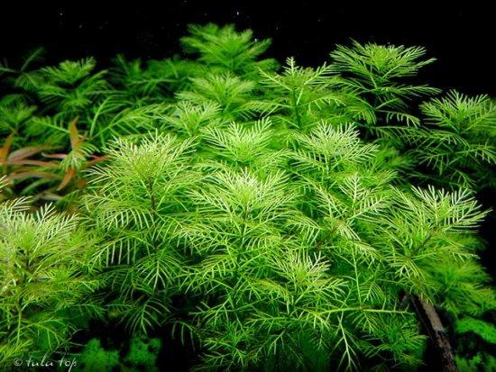 Tropica Myriophyllum Mattogrossense 1-2-Grow! - Image 2