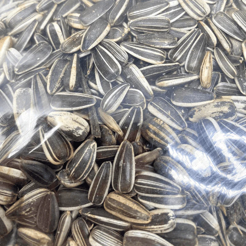 Nature Grains Striped Sunflower Seed (small) 1kg/2kg - Image 2