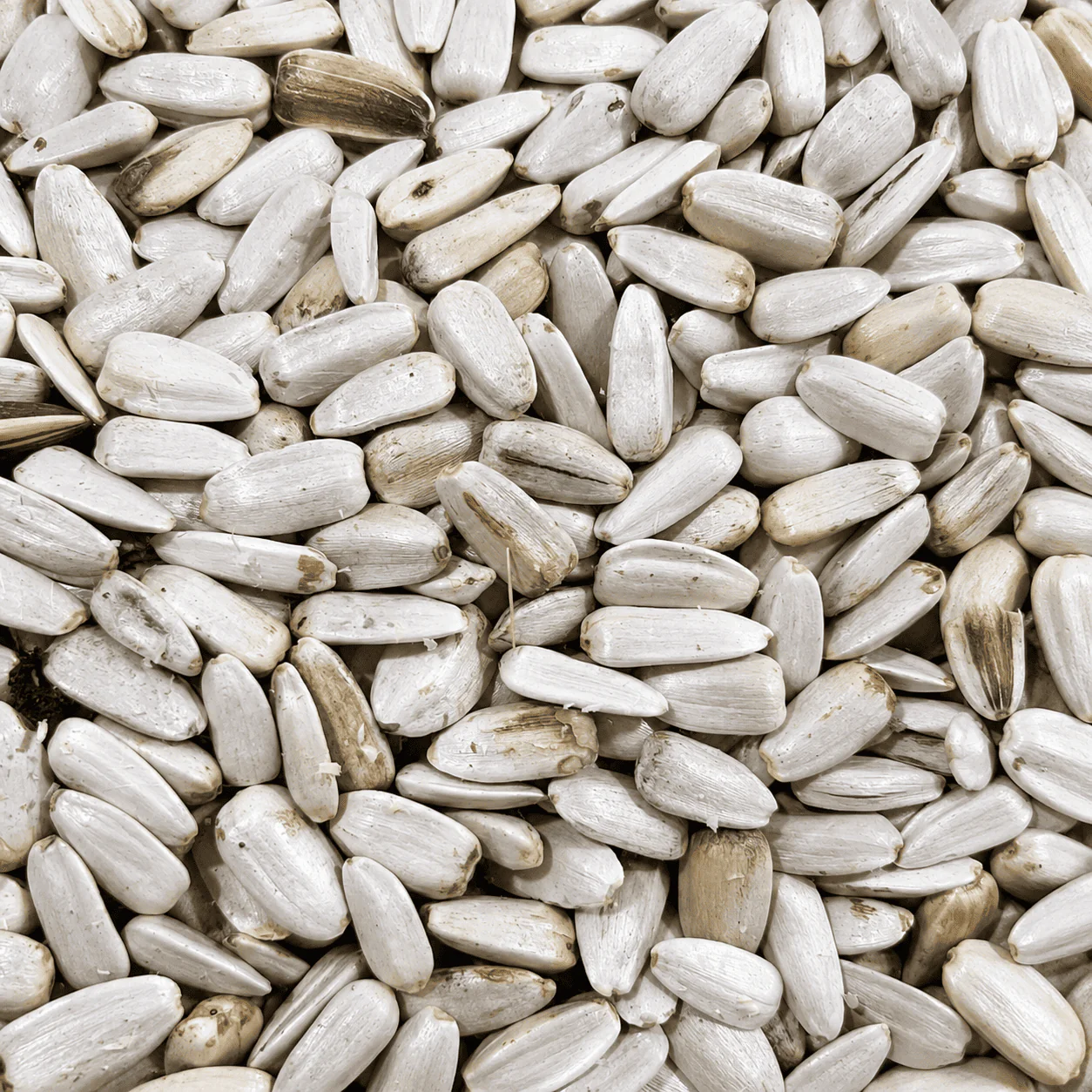 Nature Grains White Sunflower Seeds 1kg - Image 2