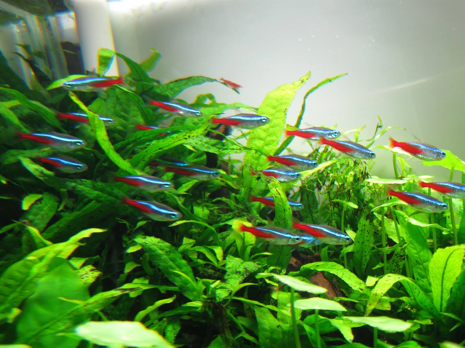 Neon Tetra - Image 3