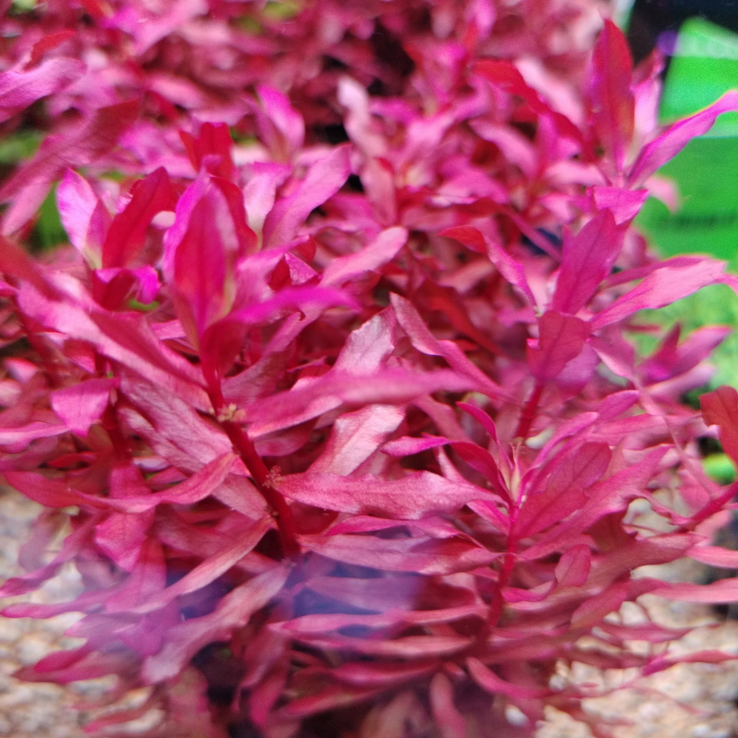 Nesaea Crassicaulis (Pot) - Image 2