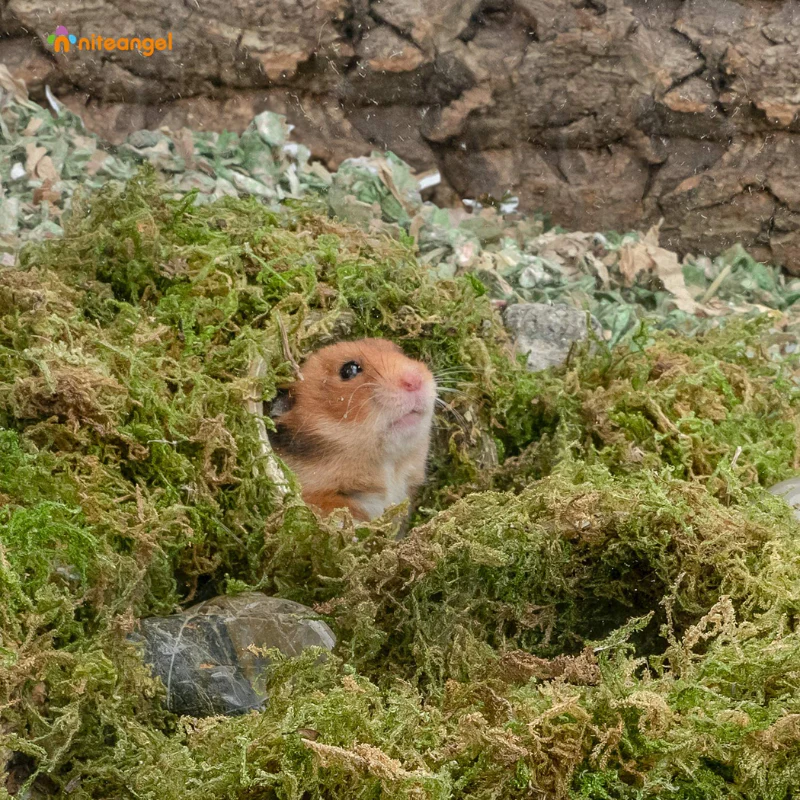 Niteangel Forest Moss Bedding Nest - Image 5