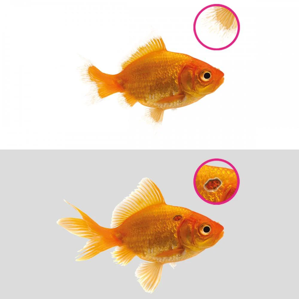 NT LABS Aquarium Anti-Ulcer & Finrot (treat bacteria infection) - Image 2