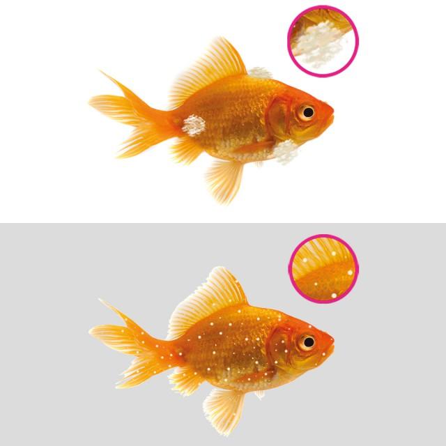 NT LABS Aquarium Anti-White Spot & Fungus - Image 2