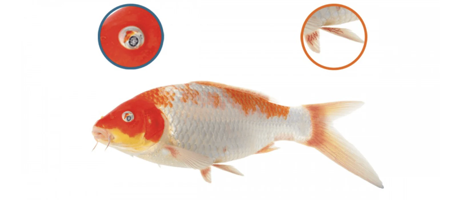 NT LABS Koi Care Chloramine T 250g - Image 2
