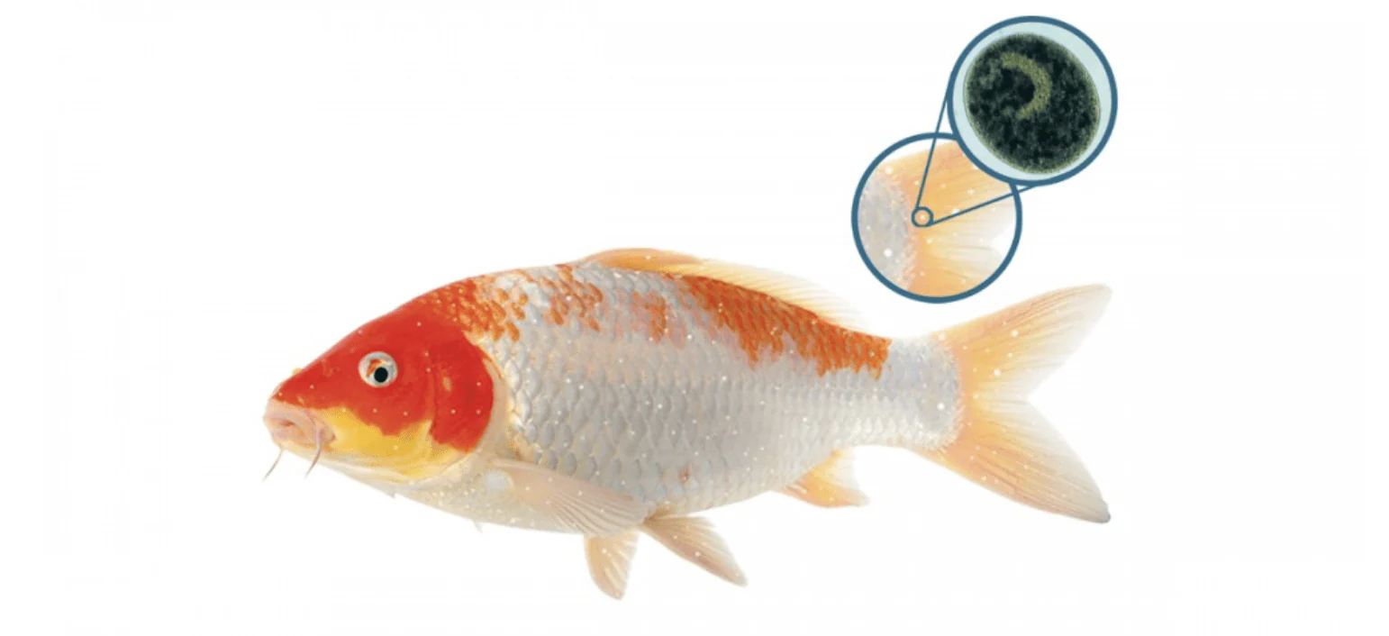 NT LABS Koi Care Malachite Green 500ml (treat skin disease) - Image 2