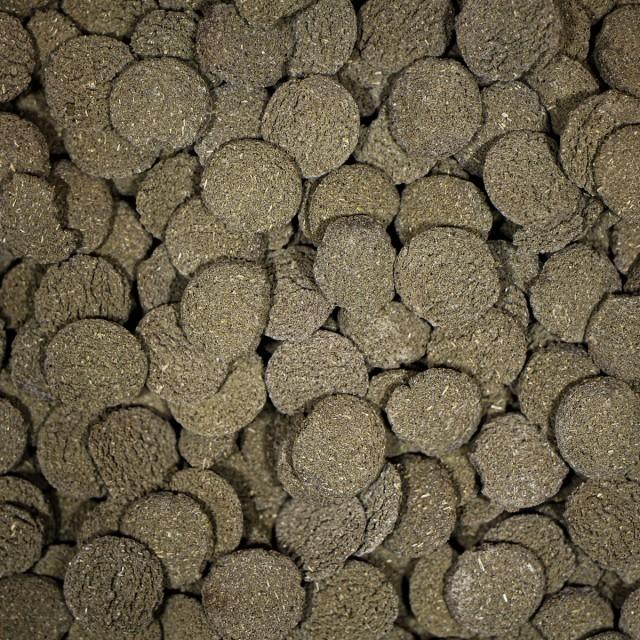 NT LABS Pro-f Algae Wafers (include lignin for wood eating fishes) - Image 3