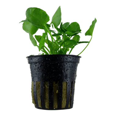 Tropica Nymphoides Hydrophylla 'Taiwan' in Pot