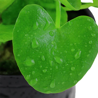 Tropica Nymphoides Hydrophylla 'Taiwan' in Pot - Image 2