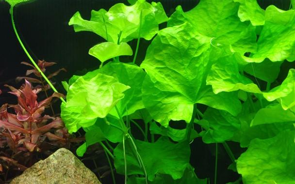 Tropica Nymphoides Hydrophylla 'Taiwan' in Pot - Image 3