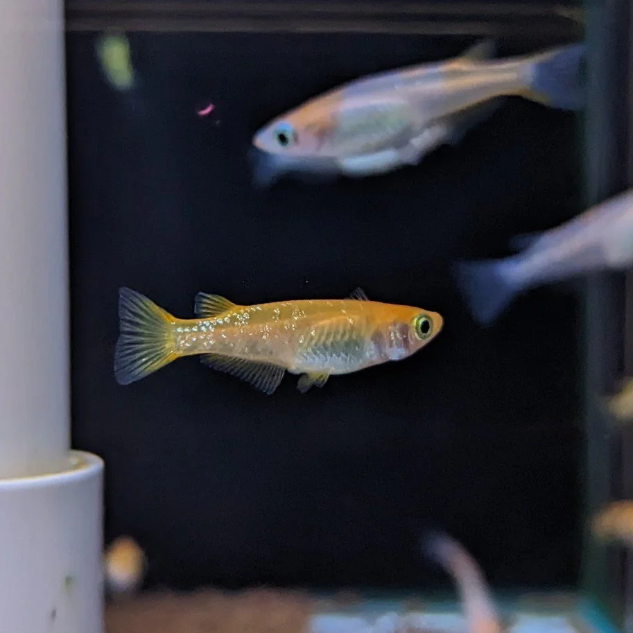Orange Rice fish