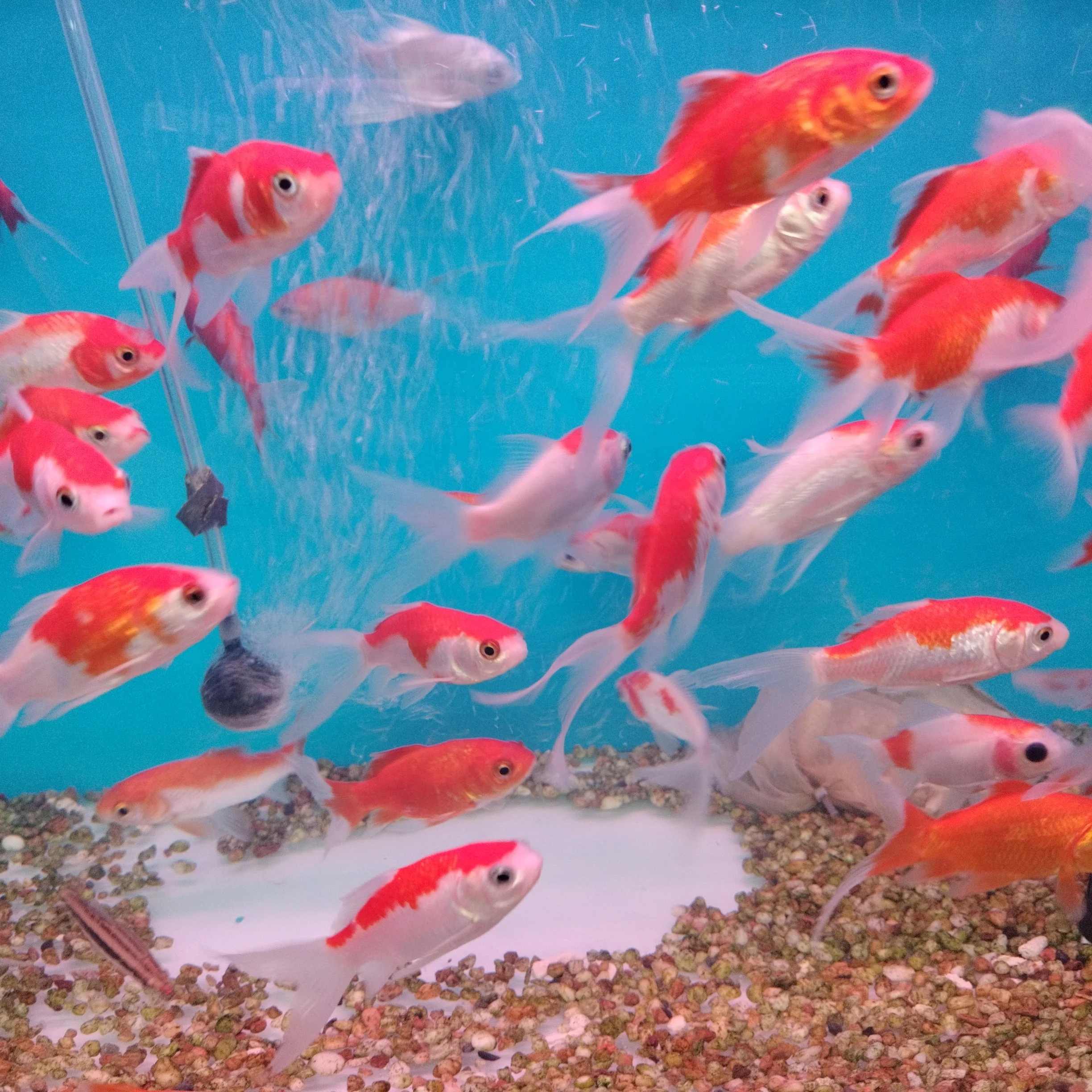 Orange Shubunkin Goldfish (3 inches) - Image 2
