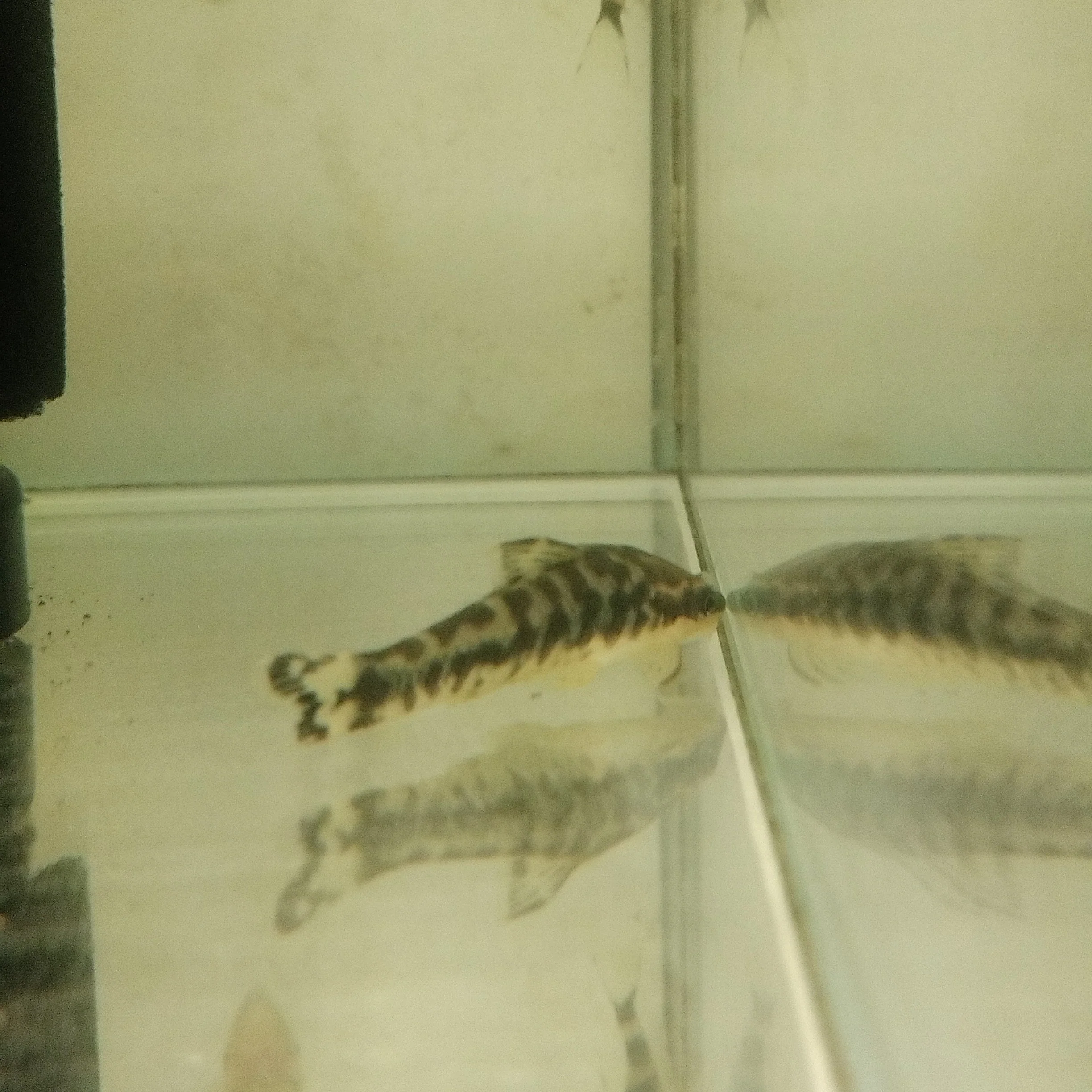 Zebra Otocinclus - Image 2