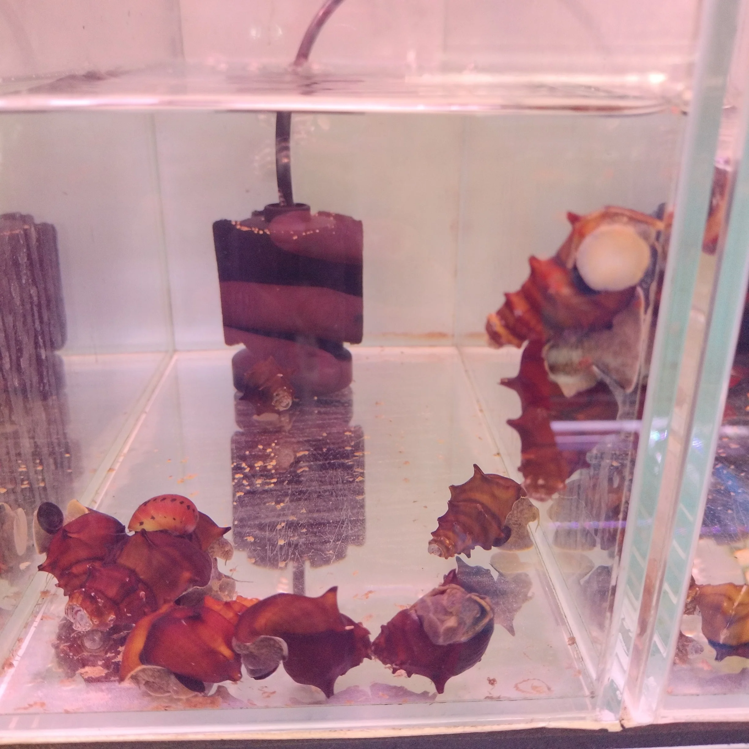 Pagoda Snail