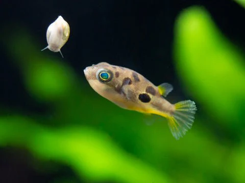 Pea puffer