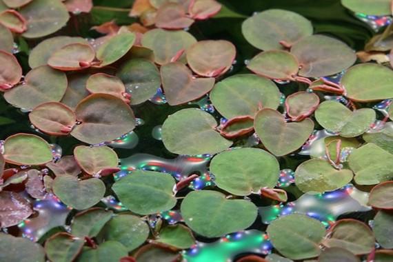 Tropica Phyllanthus Fluitans 1-2 GROW! - Image 2