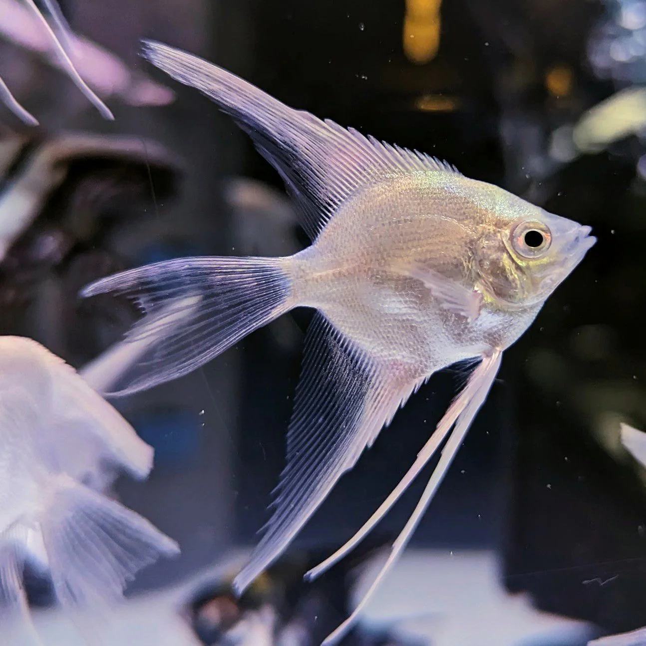 Platinum Angel Veiltail