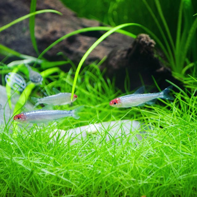 Platinum Rummy Nose tetra - Image 2
