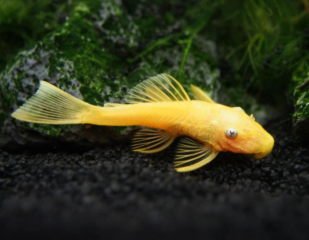 Pleco Blue Eye Lemon Bristlenose L144