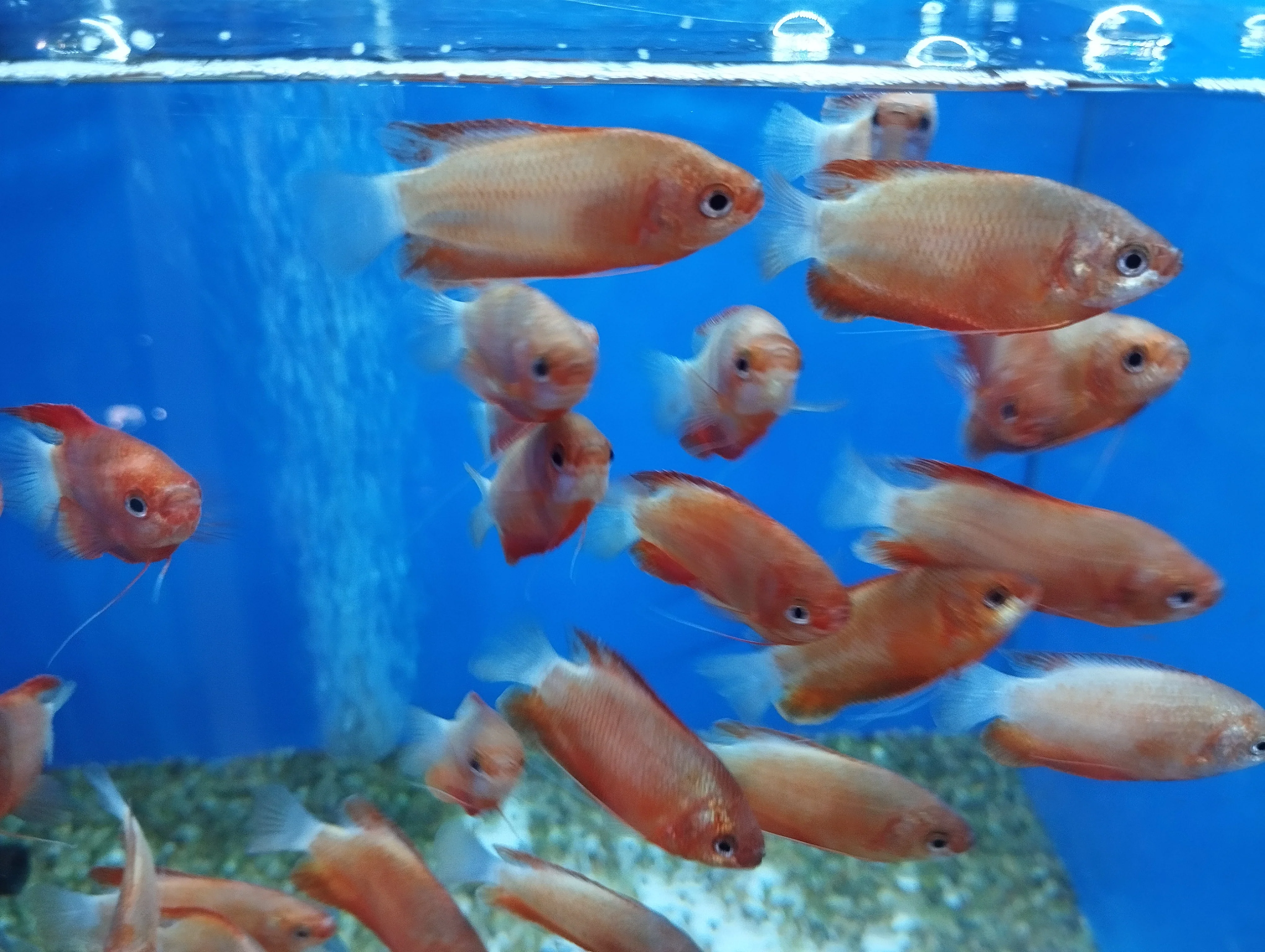 Red Robin Gourami