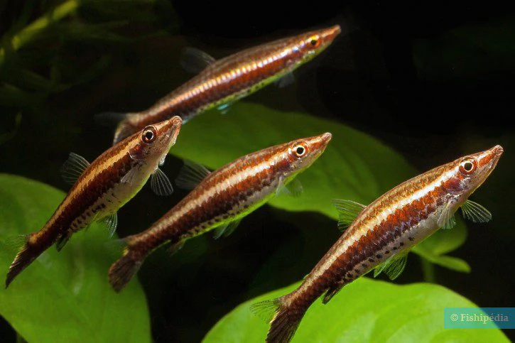 Rocket Pencil fish