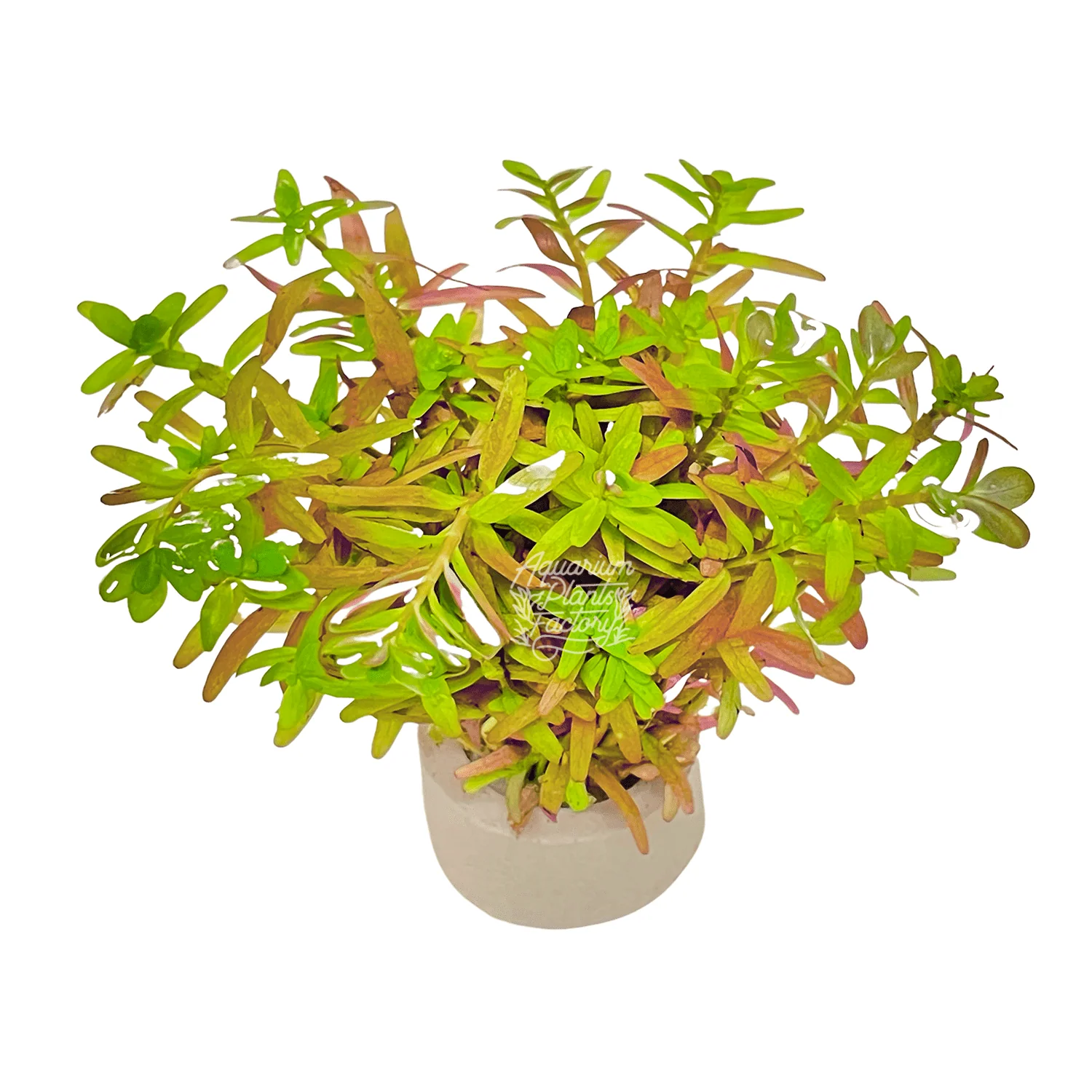Rotala Ceylon (Pot)