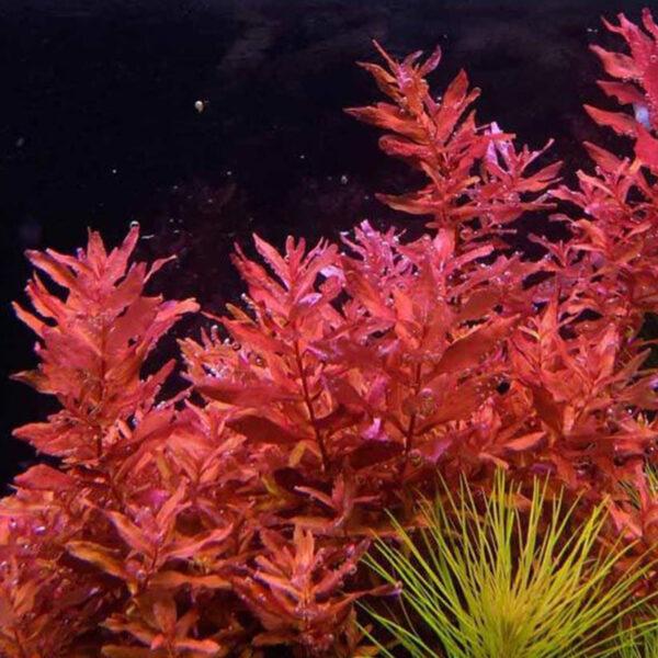 Rotala Macrandra Mini Pink (Pot)