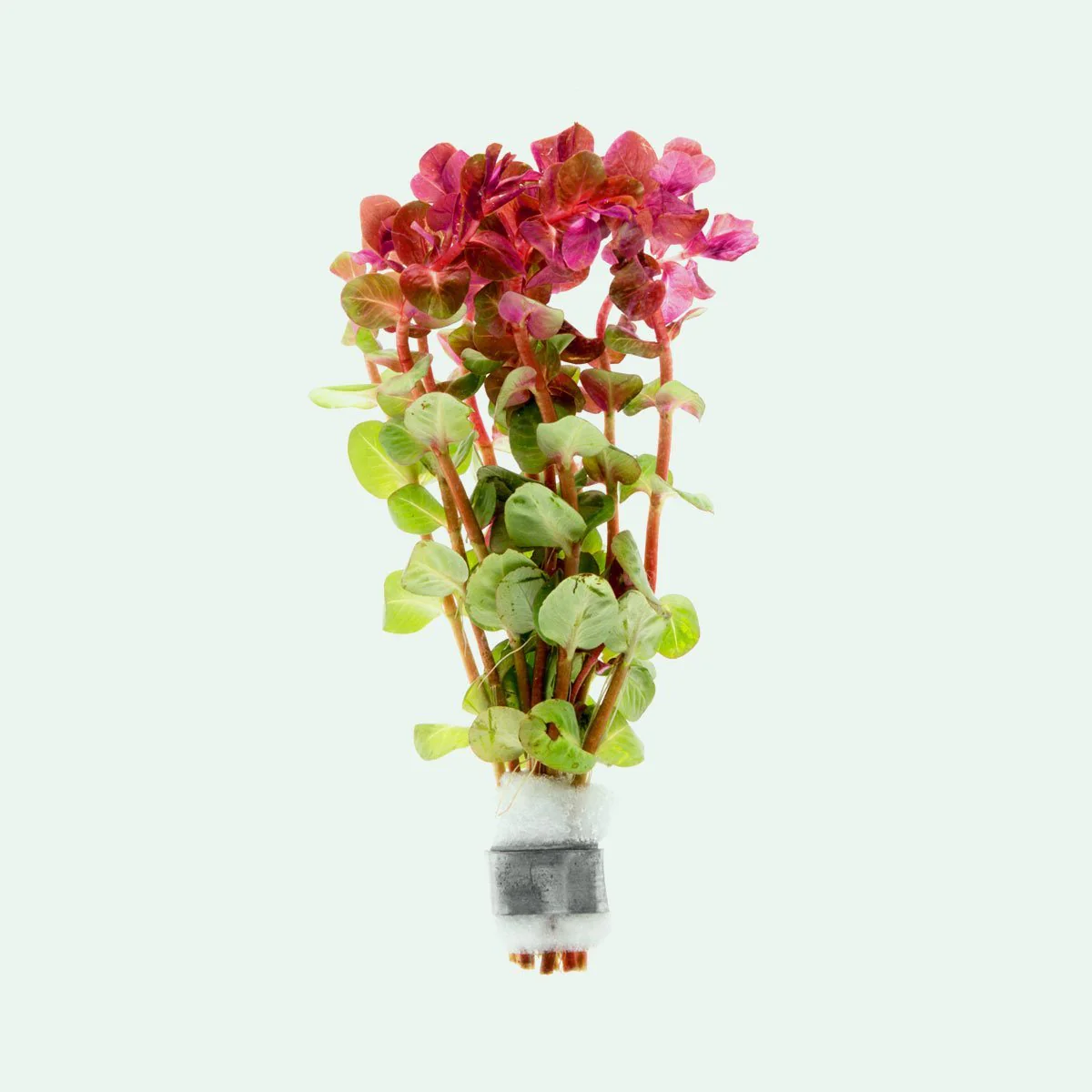 Rotala Macrandra Mini Pink (Pot) - Image 2