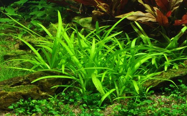 Tropica Sagittaria Subulata in Pot - Image 3