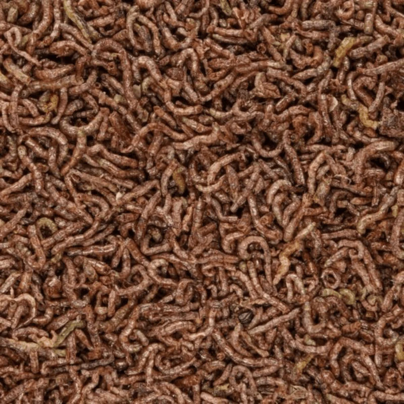SFBB Freeze Dried BLOODWORM 0.35oz - Image 2