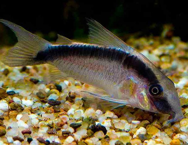 Skunk Cory