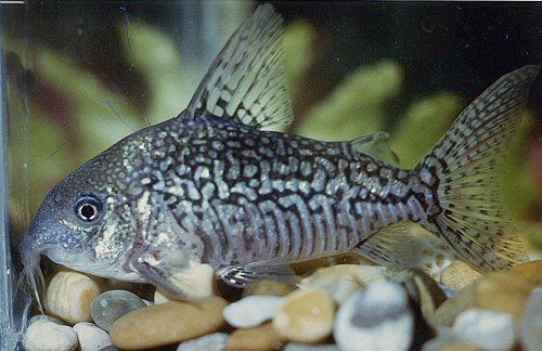 Sodalis Cory