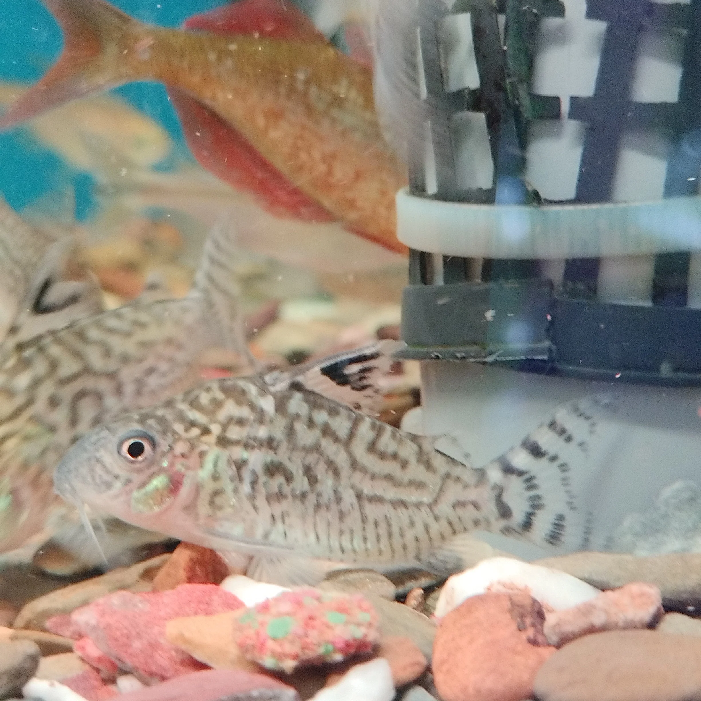 Sodalis Cory - Image 4