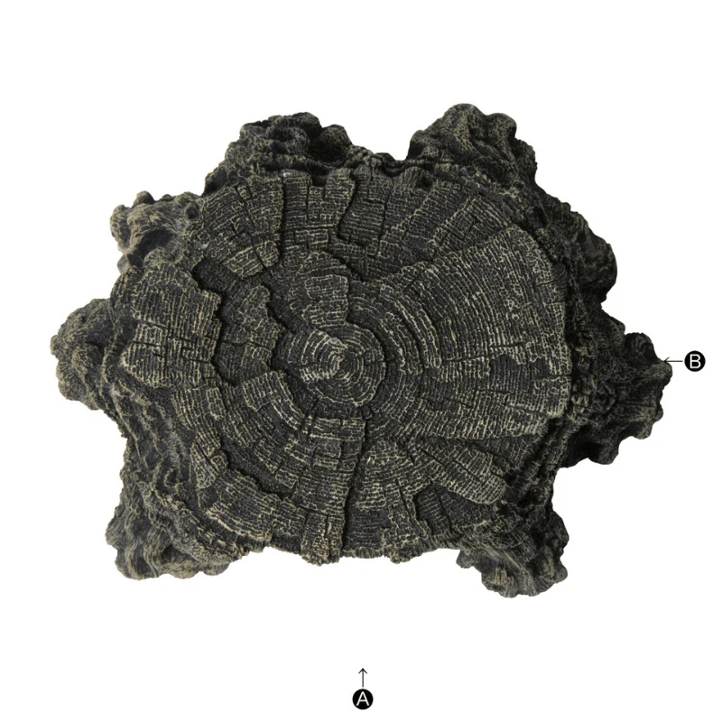 SUDO S-1821/1822 Tunnel Driftwood Stump S/M - Image 6