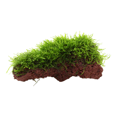 Tropica Taxiphyllum Barbieri On Lava Stone - Image 3