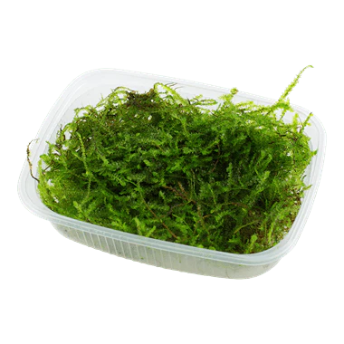 Tropica Taxiphyllum Barbieri Portion
