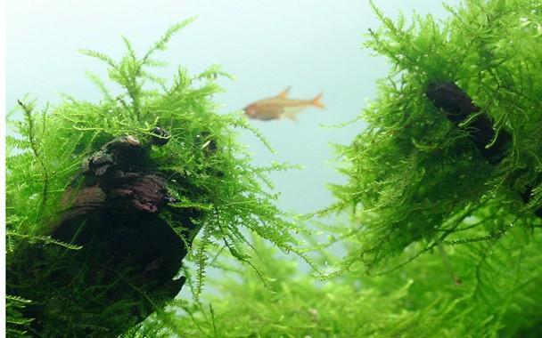 Tropica Taxiphyllum Barbieri Portion - Image 2