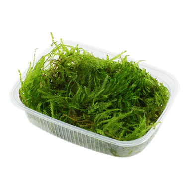Tropica Taxiphyllum 'Spiky' Portion