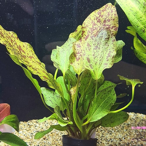 TCulture Echinodorus Ozelot red (Pot)