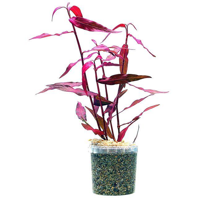 Live Plants