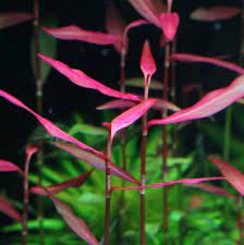 TCulture Polygonum sao paulo (Pot) - Image 2
