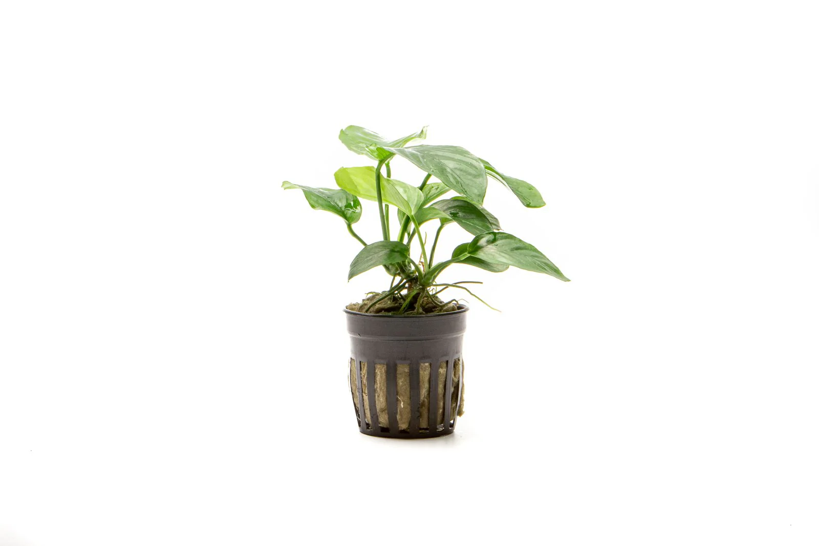 TCulture Anubias Barteri 'Broad Leaf' (Pot)