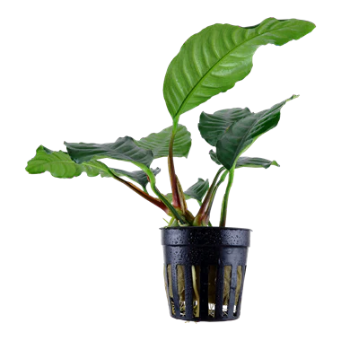 TCulture Anubias Barteri 'Coffeefolia' (Pot)