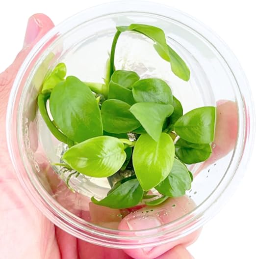 TCulture Anubias Nana Golden (Pot/TC Cup) - Image 3
