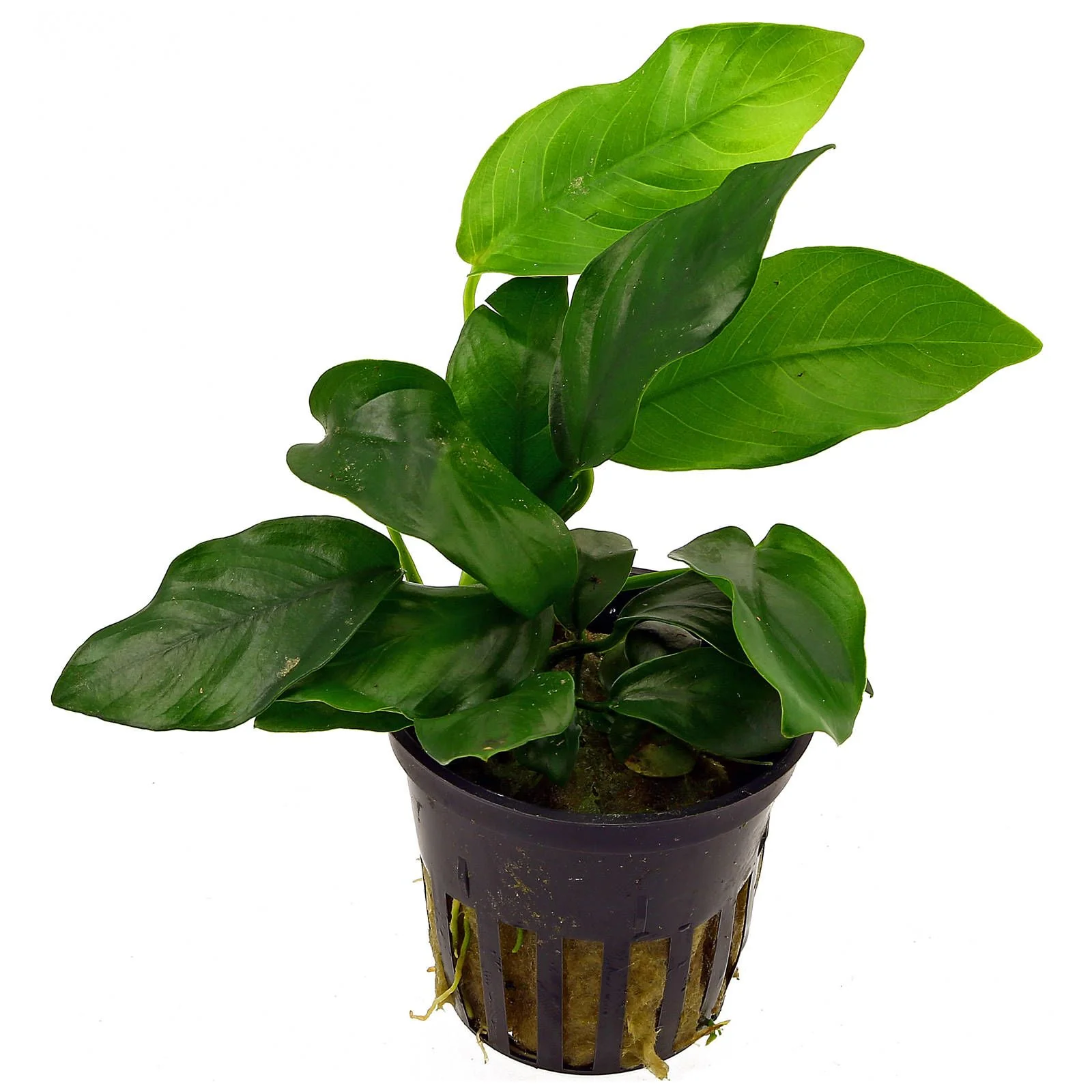 TCulture Anubias Barteri var. Barteri (Pot/TC Cup)