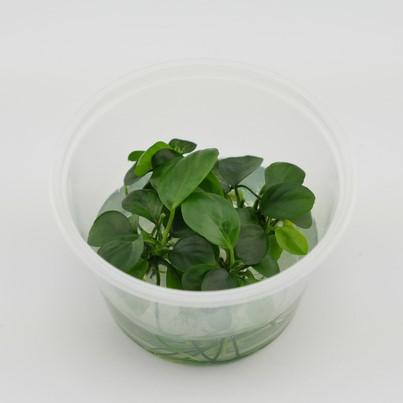 TCulture Anubias Barteri var. Barteri (Pot/TC Cup) - Image 2