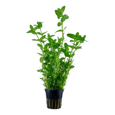 TCulture Bacopa Caroliniana (Pot/TC Cup)