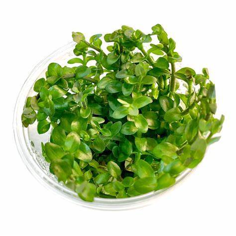 TCulture Bacopa Caroliniana (Pot/TC Cup) - Image 2