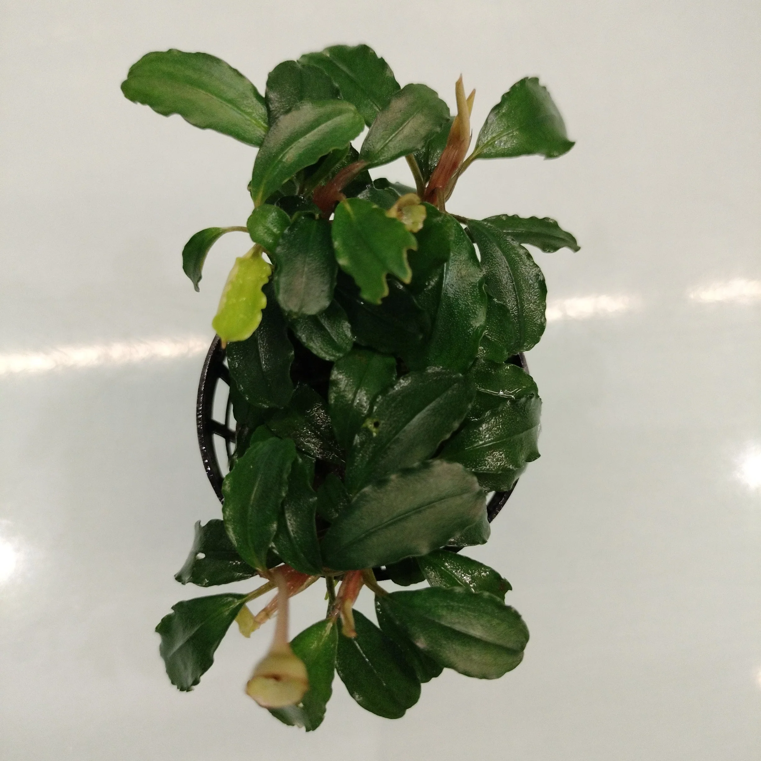 TCulture Bucephalandra Brownie Helena (Pot) - Image 2